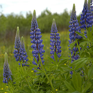 Altramuz, Lupino azul
